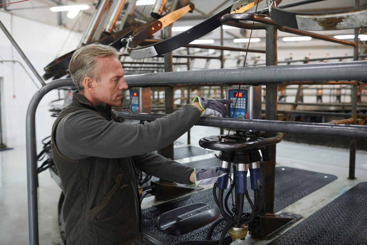 Worker Setting Milking Machine at Dairy Farm